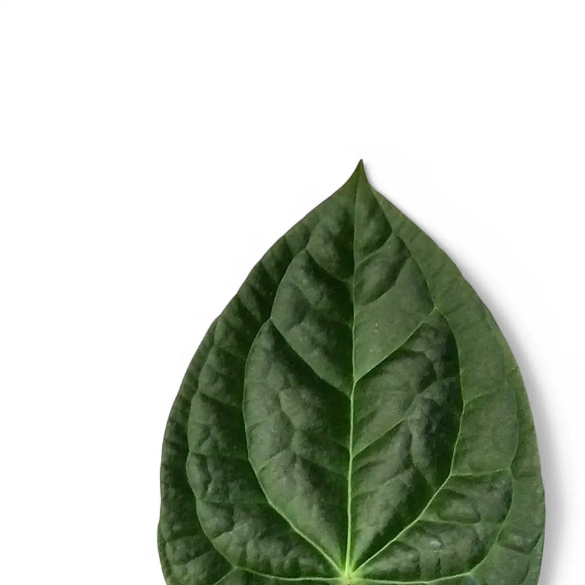 Anthurium crystallinum x luxurians leaf close-up on white background.