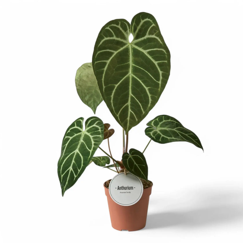 Anthurium crystallinum x regale potted plant in nursery pot on white background.