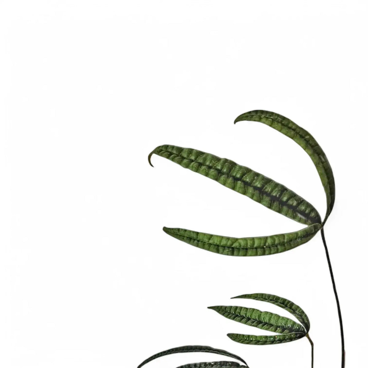 Anthurium cutucuense – Blattdetail vor weißem Hintergrund..