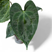 Anthurium 'Dark Phoenix' potted plant in nursery pot on white background.
