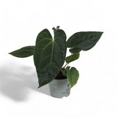 Anthurium 'Dark Phoenix' potted plant in nursery pot on white background.