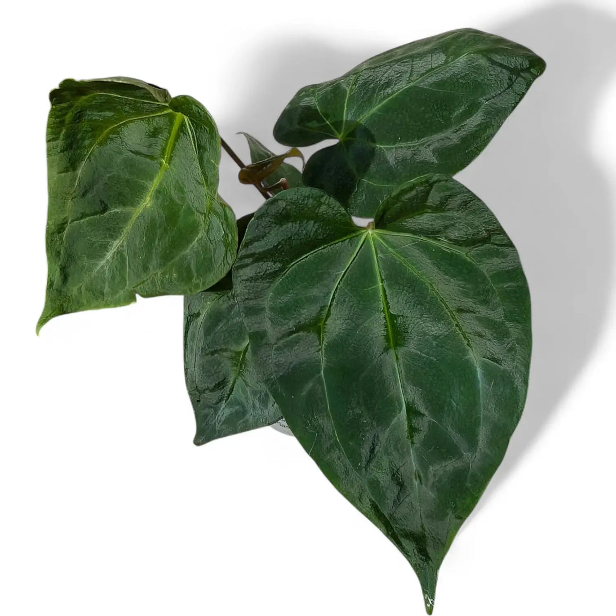 Anthurium 'Dark Phoenix' potted plant in nursery pot on white background.