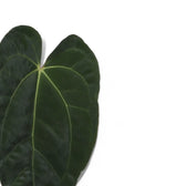 Anthurium 'Dark Phoenix' potted plant in nursery pot on white background.