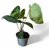 Anthurium 'Dark Phoenix' potted plant in nursery pot on white background.