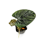 Anthurium debilis Zimmerpflanze im Anzuchttopf vor weißem Hintergrund, Produktfoto 2.