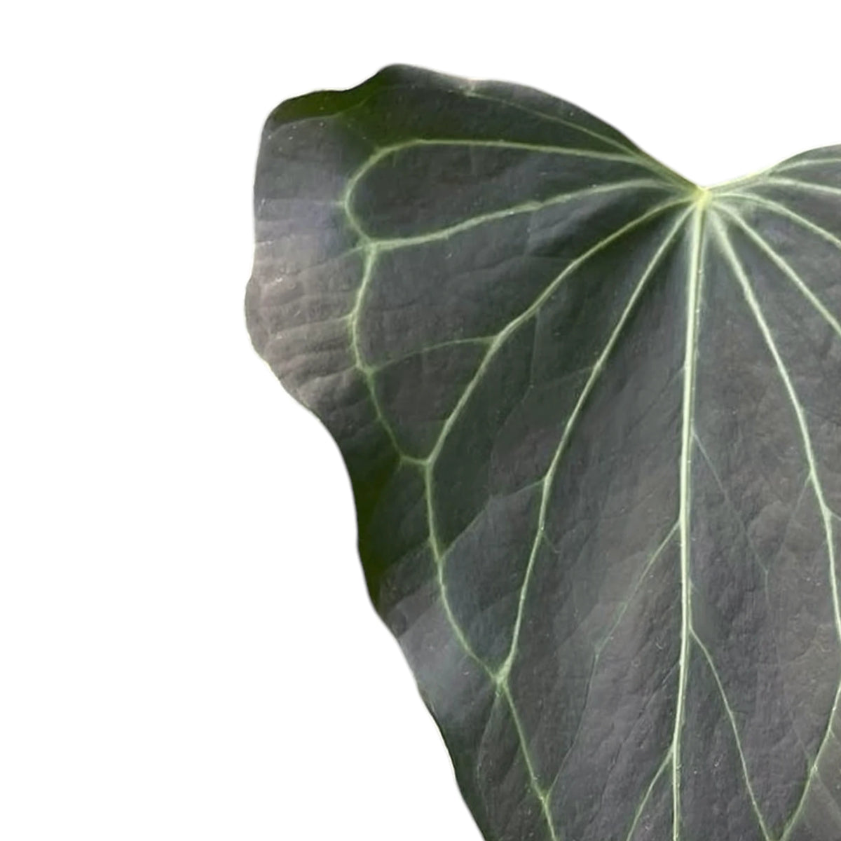 Anthurium 'Delta Force' leaf close-up on white background.