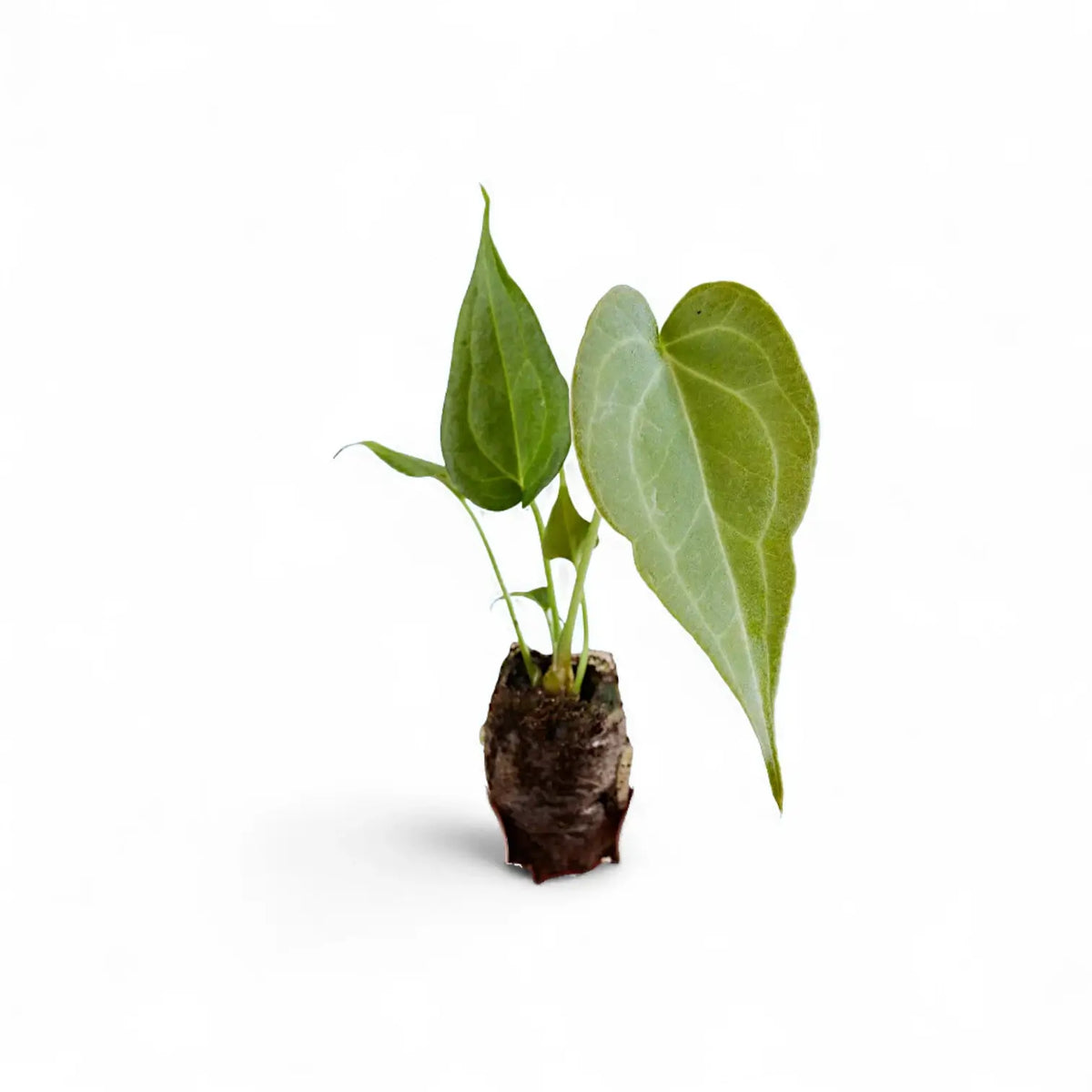 Anthurium 'Delta Force' potted plant in nursery pot on white background.
