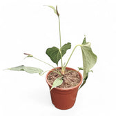 Anthurium 'Delta Force' potted plant in nursery pot on white background.
