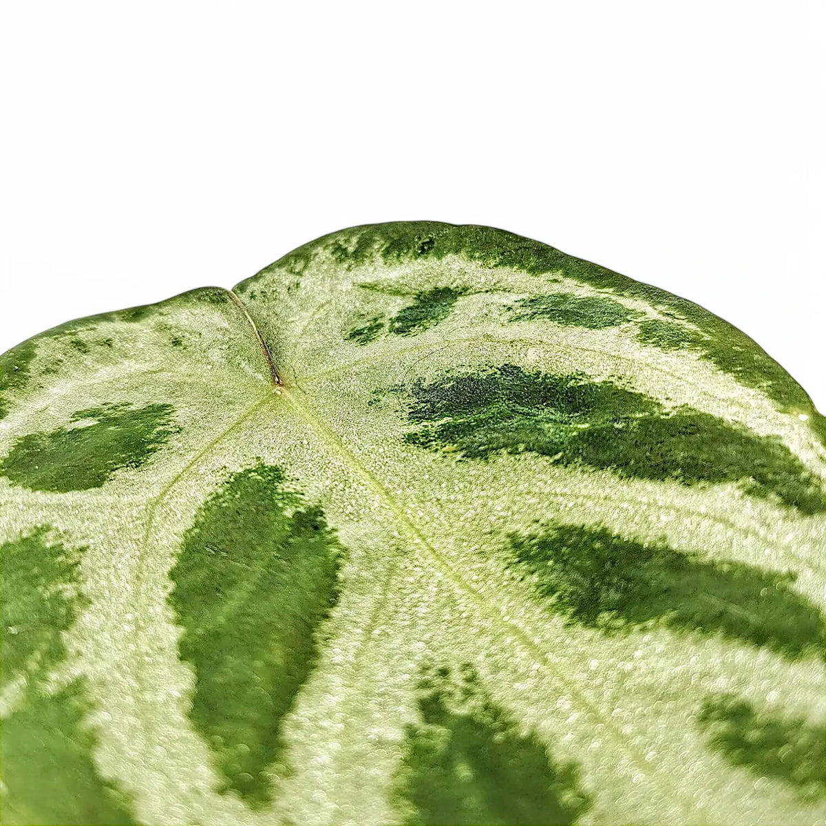 Nahaufnahme eines Blatts von Anthurium 'Dorayaki' vor weißem Hintergrund.