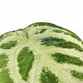 Nahaufnahme eines Blatts von Anthurium 'Dorayaki' vor weißem Hintergrund.