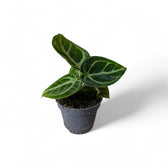 Anthurium 'Dorayaki' – Topfpflanze im Kulturtopf vor weißem Hintergrund, Produktfoto 2.