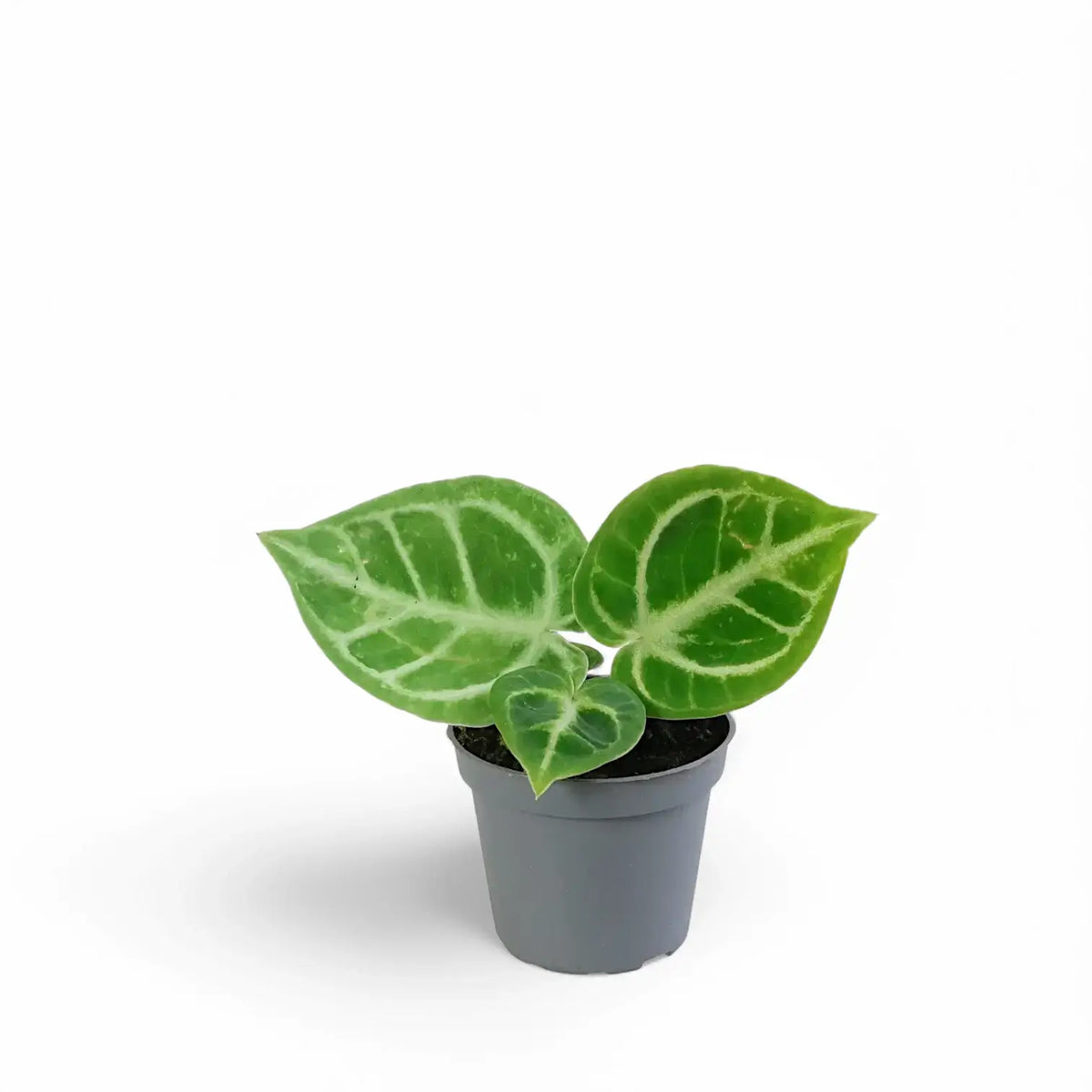 Anthurium 'Dorayaki' – Topfpflanze im Kulturtopf vor weißem Hintergrund, Produktfoto 3.