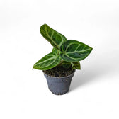 Anthurium 'Dorayaki' – Topfpflanze im Kulturtopf vor weißem Hintergrund, Produktfoto 4.