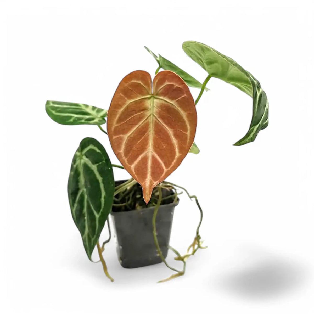 Anthurium 'Dorayaki' – Topfpflanze im Kulturtopf vor weißem Hintergrund, Produktfoto 5.