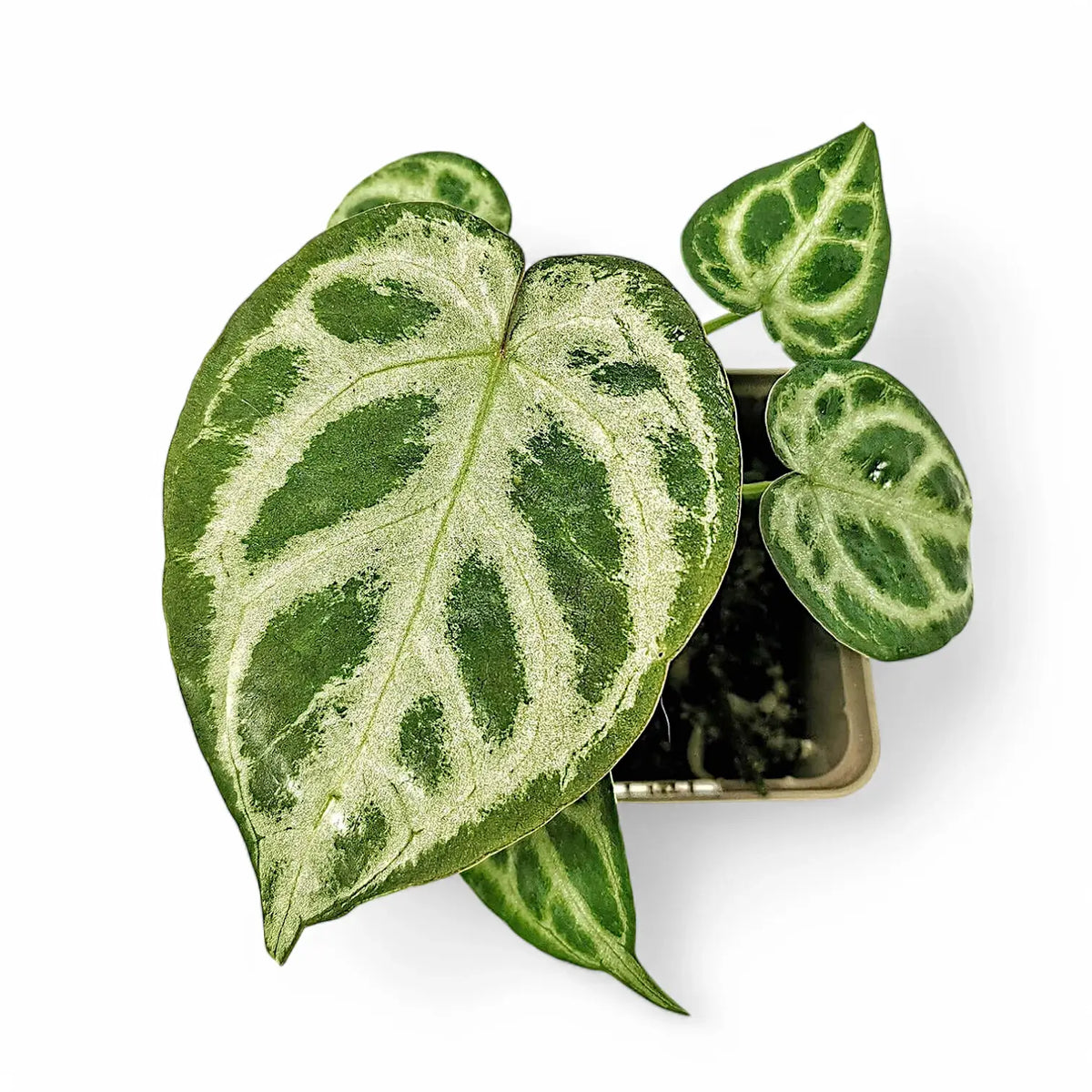 Anthurium 'Dorayaki' – Topfpflanze im Kulturtopf vor weißem Hintergrund, Produktfoto 6.