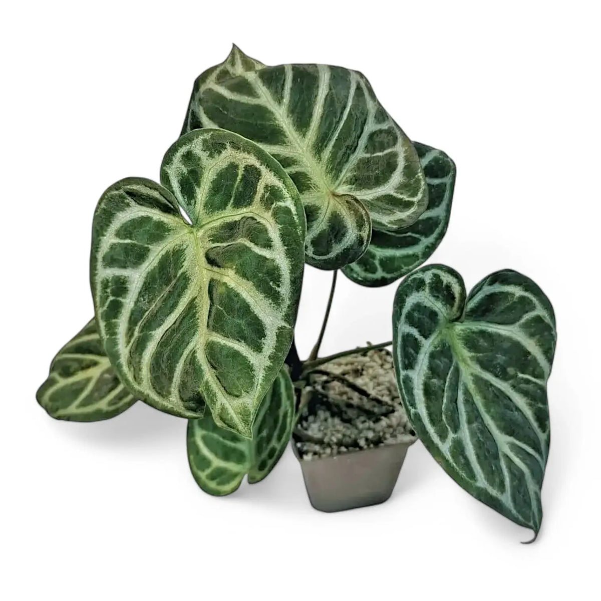Anthurium 'Dorayaki' – Topfpflanze im Kulturtopf vor weißem Hintergrund, Produktfoto 7.