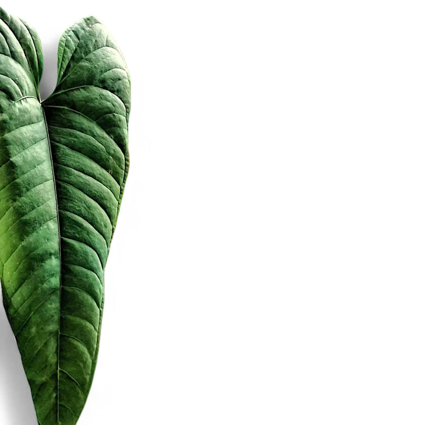 Anthurium flavolineatum leaf detail on white background.