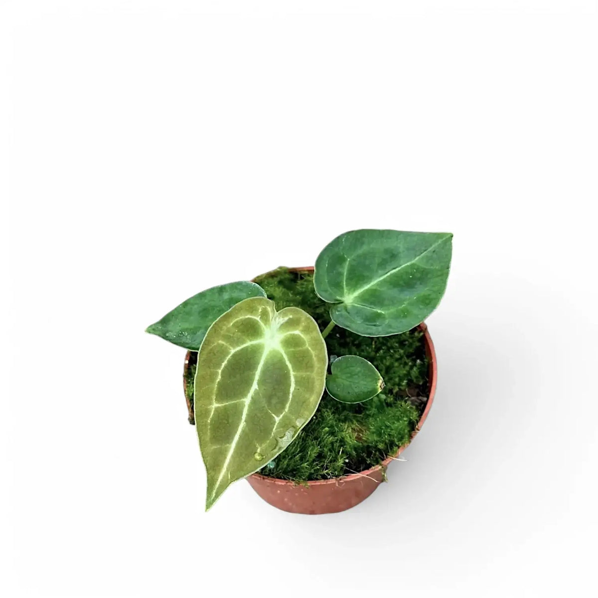 Anthurium forgetii 'Silver' potted plant in nursery pot on white background.