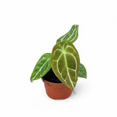 Anthurium forgetii 'Silver' potted plant in nursery pot on white background.