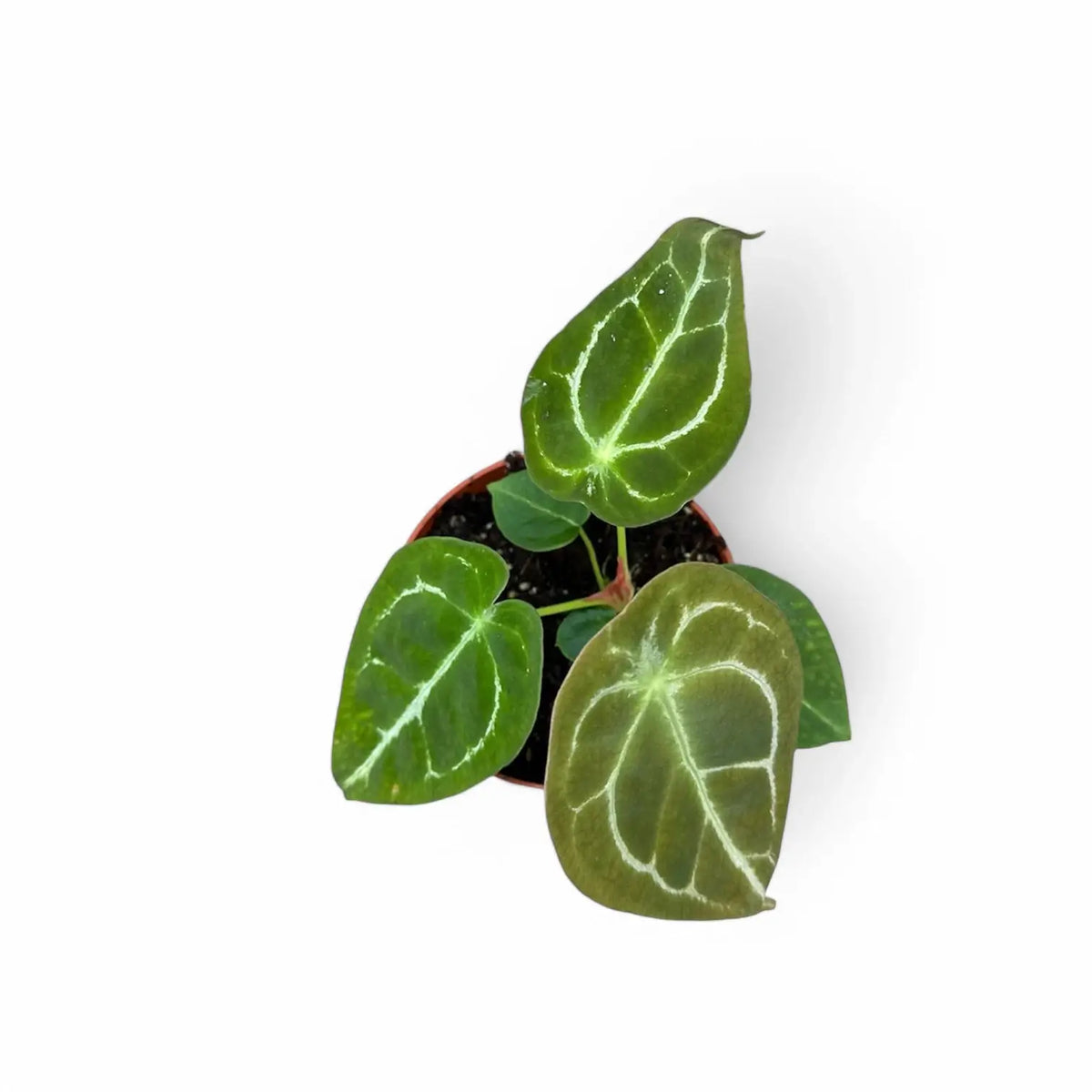 Anthurium forgetii 'Silver' potted plant in nursery pot on white background.