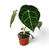 Anthurium forgetii 'Silver' potted plant in nursery pot on white background.