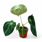 Anthurium forgetii 'Silver' potted plant in nursery pot on white background.