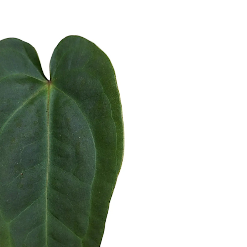 Anthurium forgetii x nigrolaminum 'Gigi' leaf close-up on white background.