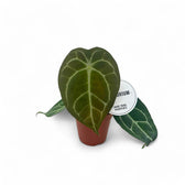 Anthurium forgetii x nigrolaminum 'Gigi' potted plant in nursery pot on white background.