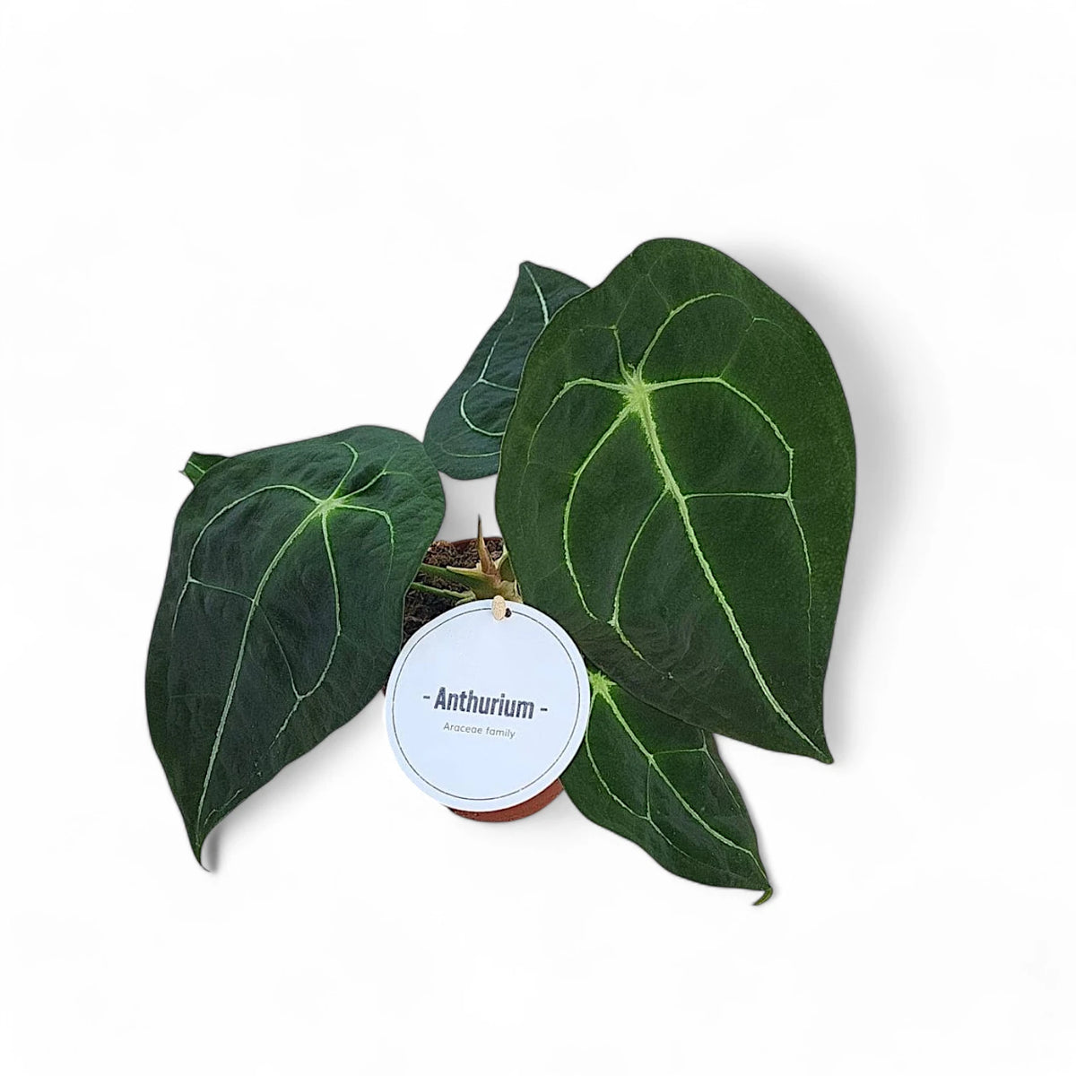 Anthurium forgetii x nigrolaminum 'Gigi' potted plant in nursery pot on white background.