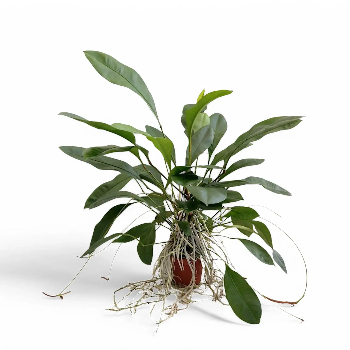 Anthurium gracile potted plant in nursery pot on white background.