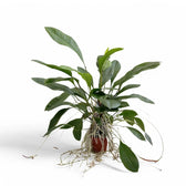 Anthurium gracile potted plant in nursery pot on white background.