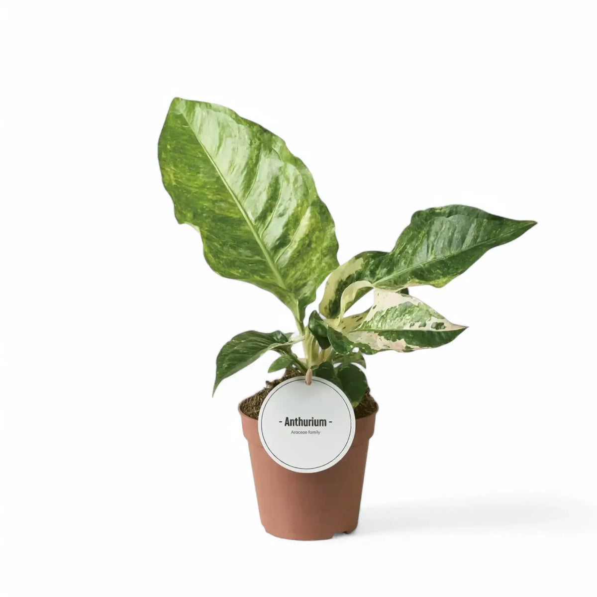 Anthurium hookeri variegata potted plant in nursery pot on white background.