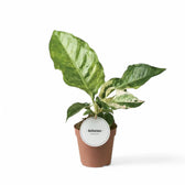 Anthurium hookeri variegata potted plant in nursery pot on white background.
