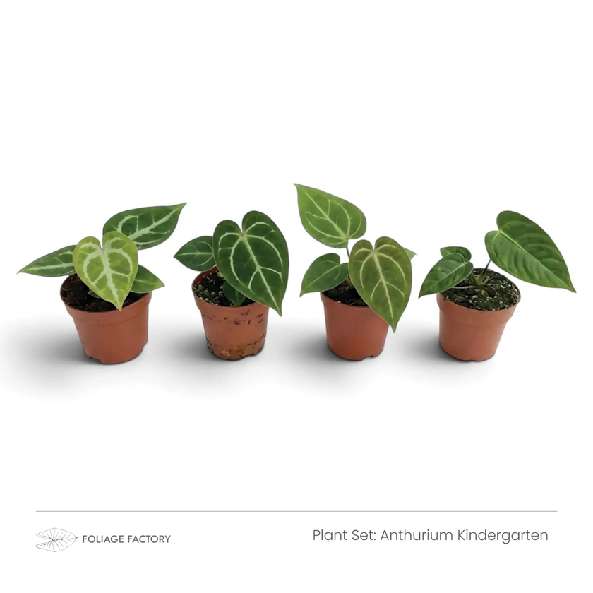 Pflanzenset Anthurium Kindergarten mit vier jungen Anthurien nebeneinander in Kulturtöpfen