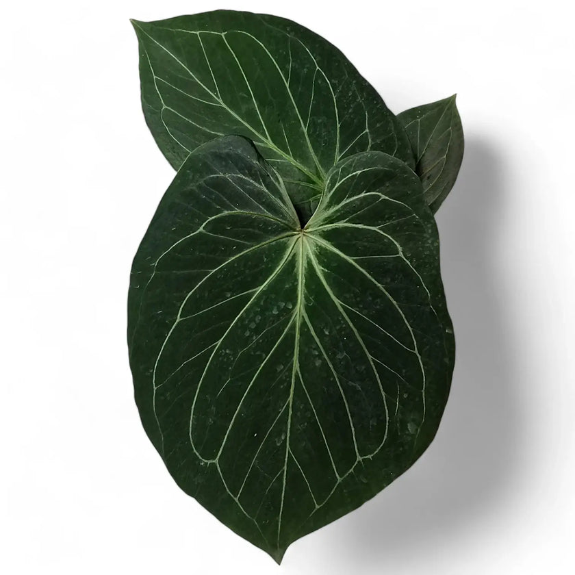 Anthurium 'King of Spades' (Anthurium 'HU') potted plant in nursery pot on white background.