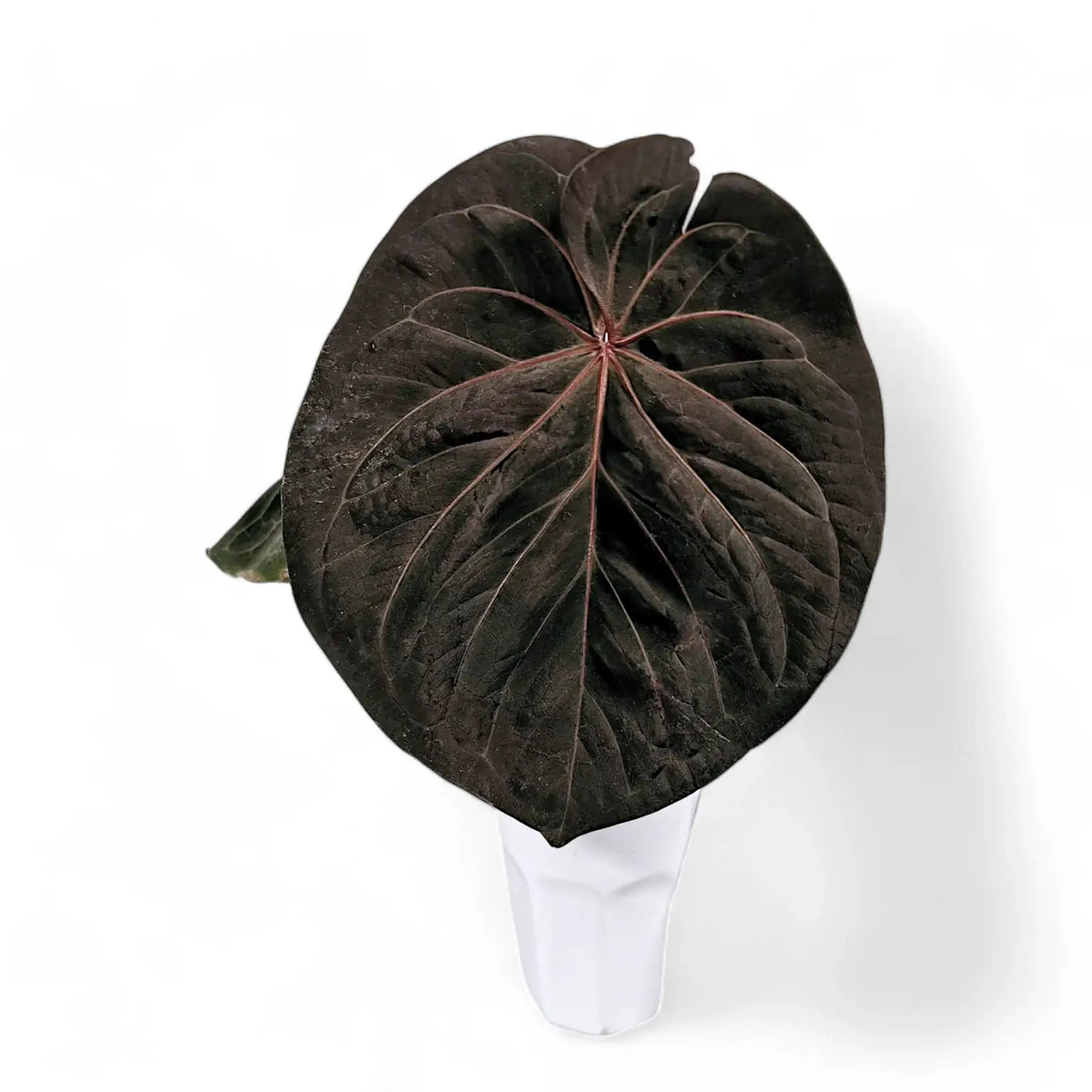 Anthurium 'King of Spades' (Anthurium 'HU') potted plant in nursery pot on white background.