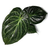 Anthurium 'King of Spades' (Anthurium 'HU') potted plant in nursery pot on white background.
