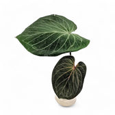 Anthurium 'King of Spades' (Anthurium 'HU') potted plant in nursery pot on white background.