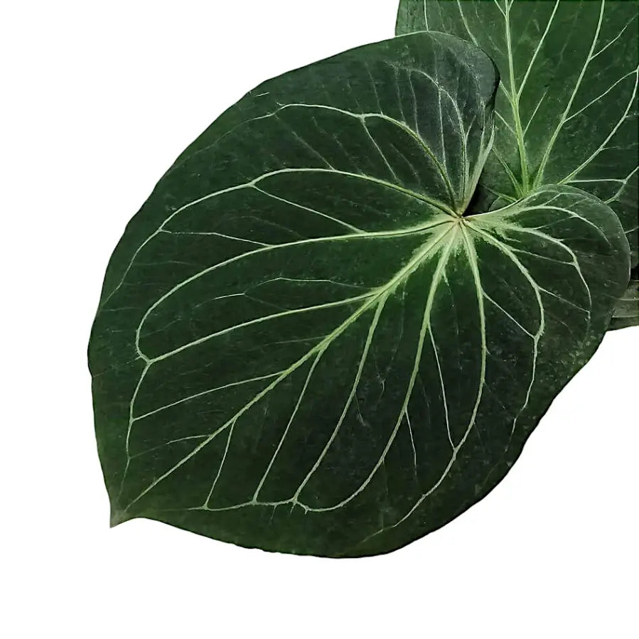 Anthurium 'King of Spades' (Anthurium 'HU') potted plant in nursery pot on white background.