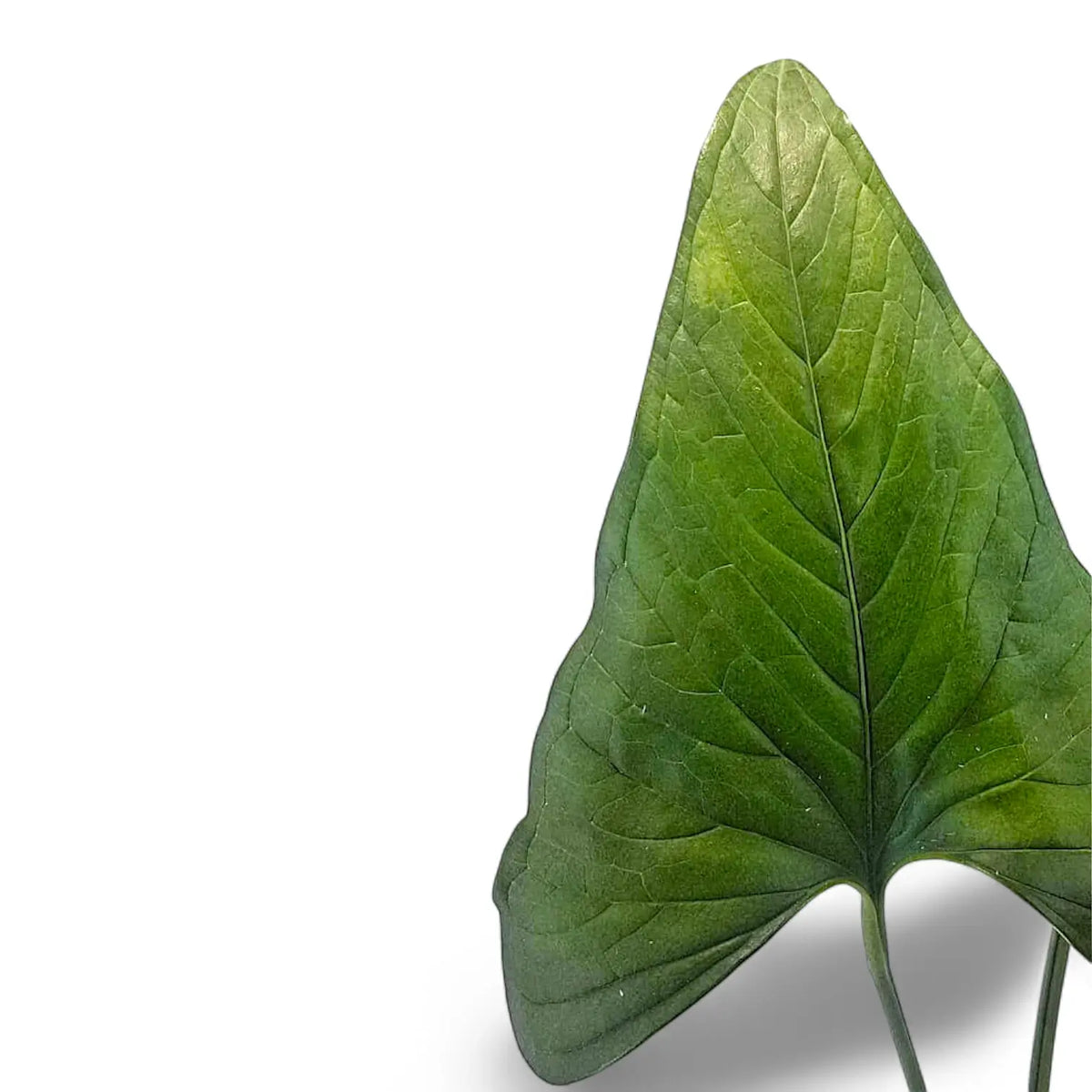 Anthurium lancea leaf detail on white background.