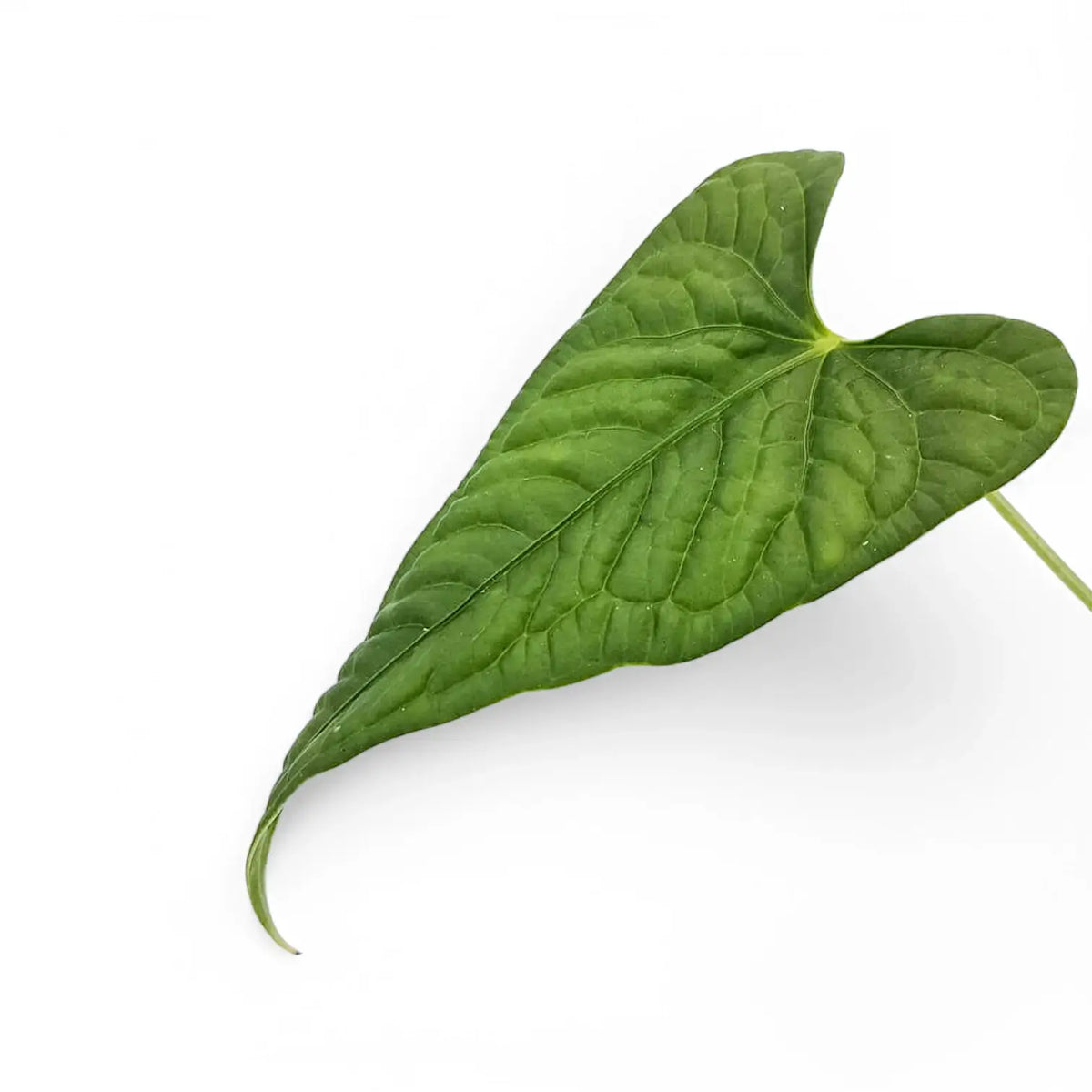 Anthurium lapoanum close-up of leaf on white background.