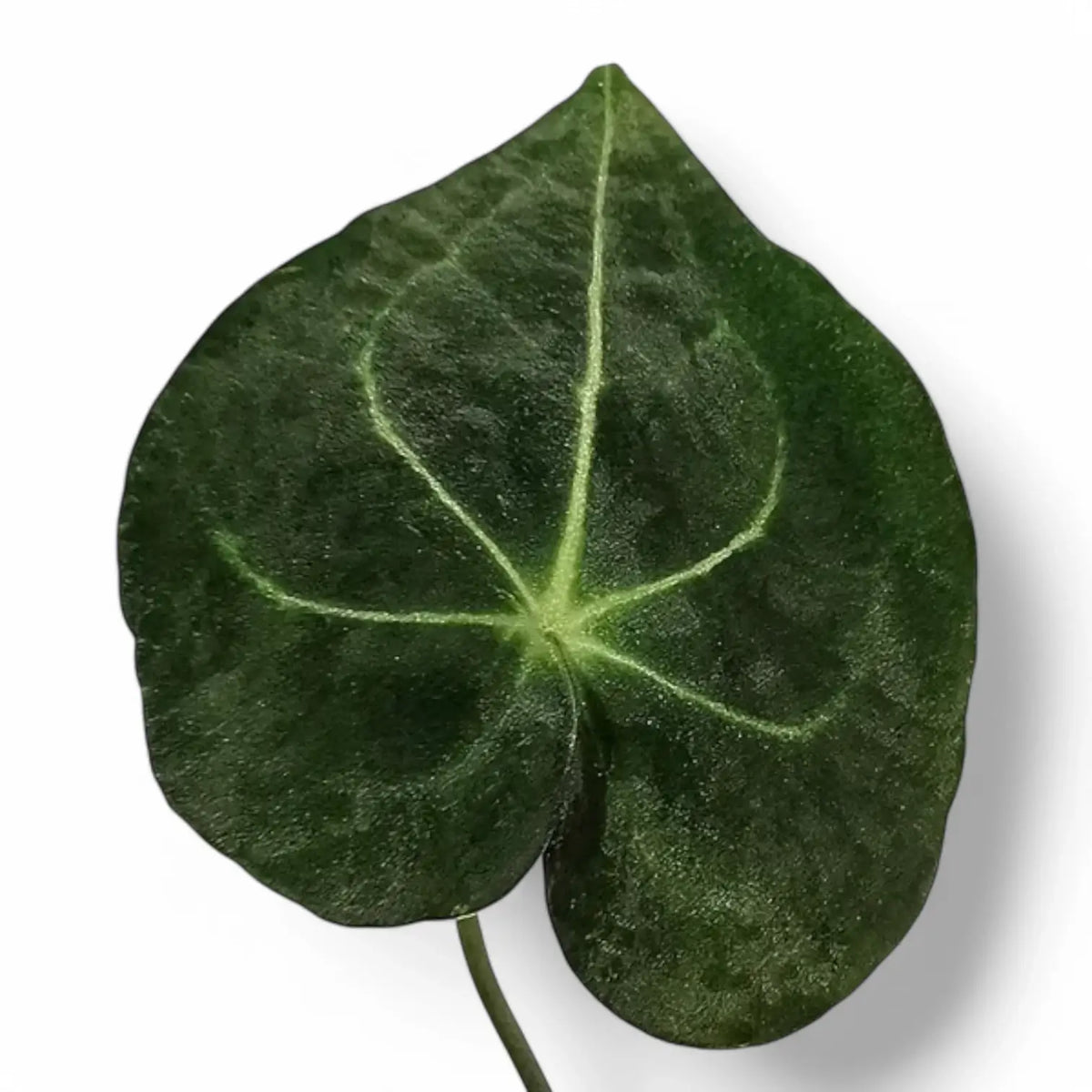 Anthurium leuconeurum – Blattdetail vor weißem Hintergrund..