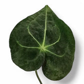 Anthurium leuconeurum – Blattdetail vor weißem Hintergrund..