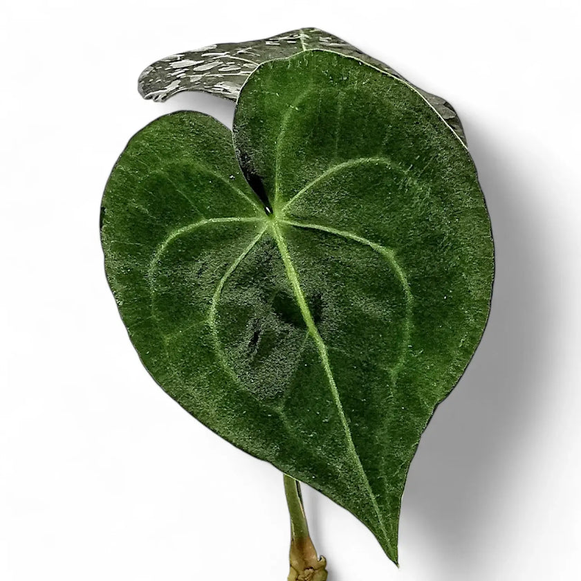Anthurium leuconeurum potted plant in nursery pot on white background.