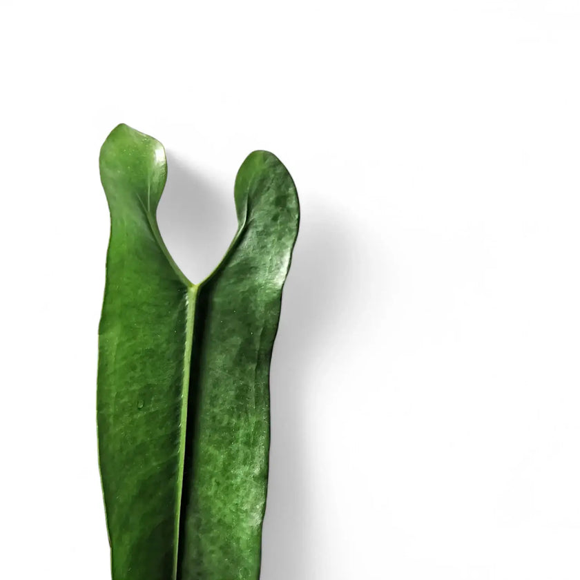 Anthurium longissimilobum leaf close-up on white background.