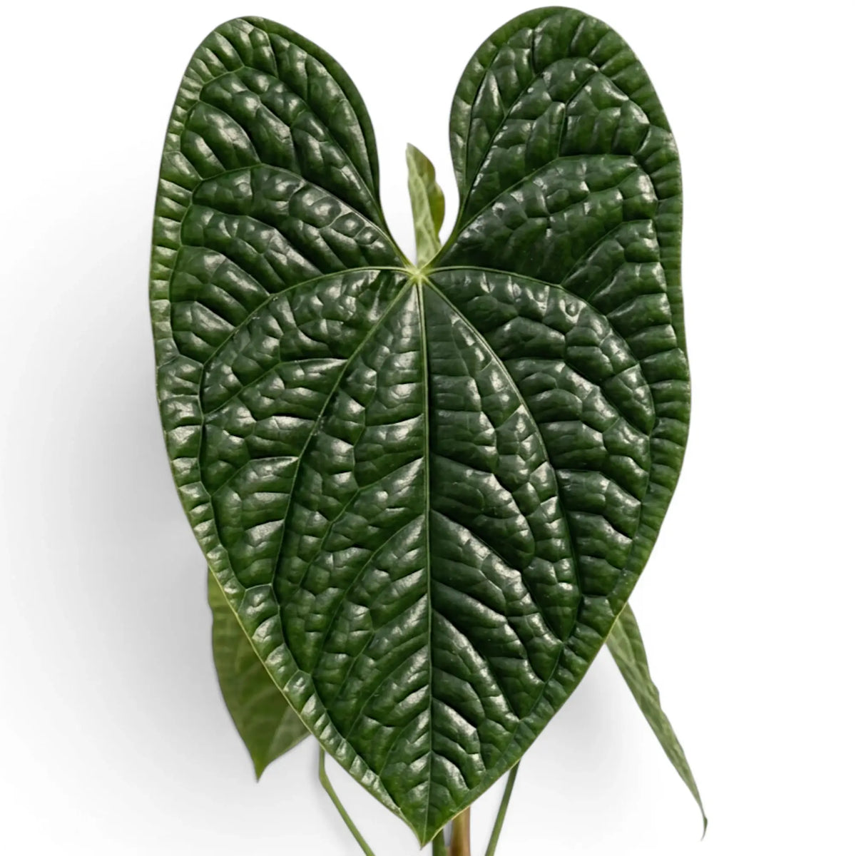 Nahaufnahme der Blätter von Anthurium luxurians vor weißem Hintergrund