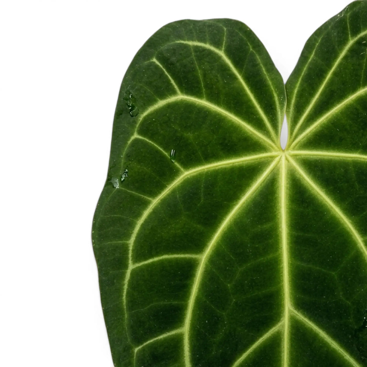 Close-up of Anthurium magnificum leaves.