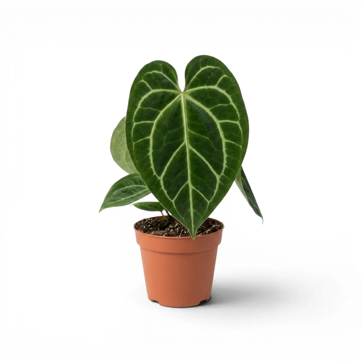 Anthurium magnificum plant in a nursery pot