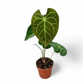 Anthurium magnificum x crystallinum potted plant in nursery pot on white background.