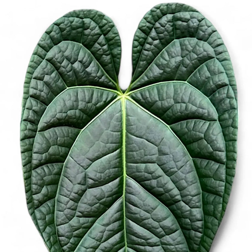 Anthurium magnificum x luxurians close-up of leaf on white background.